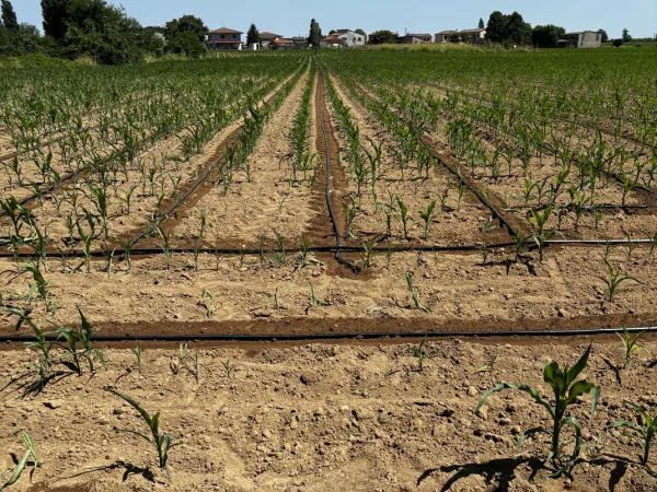 impianti irrigazione goccia (3)